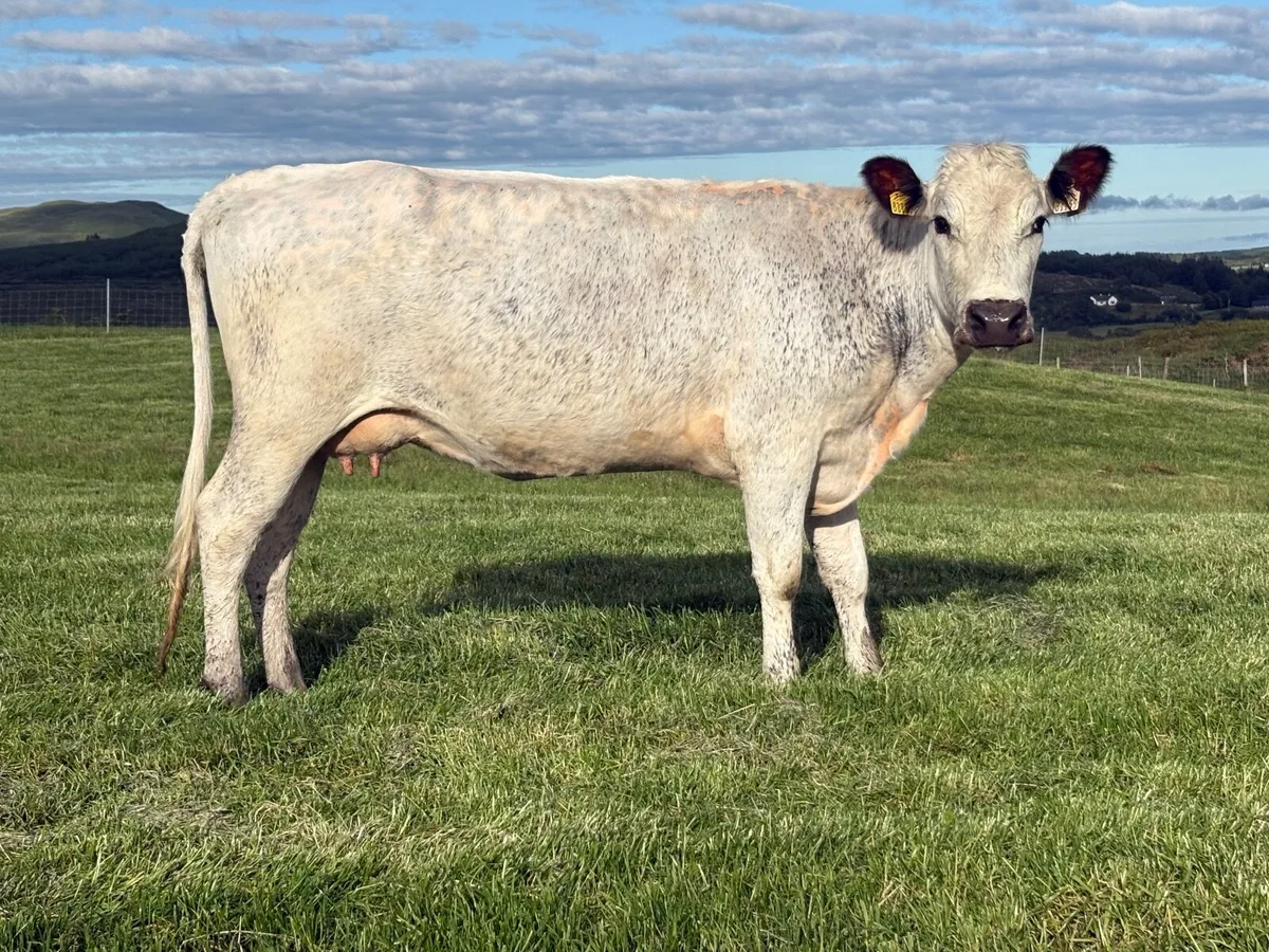 Droimeann cow - Image 4