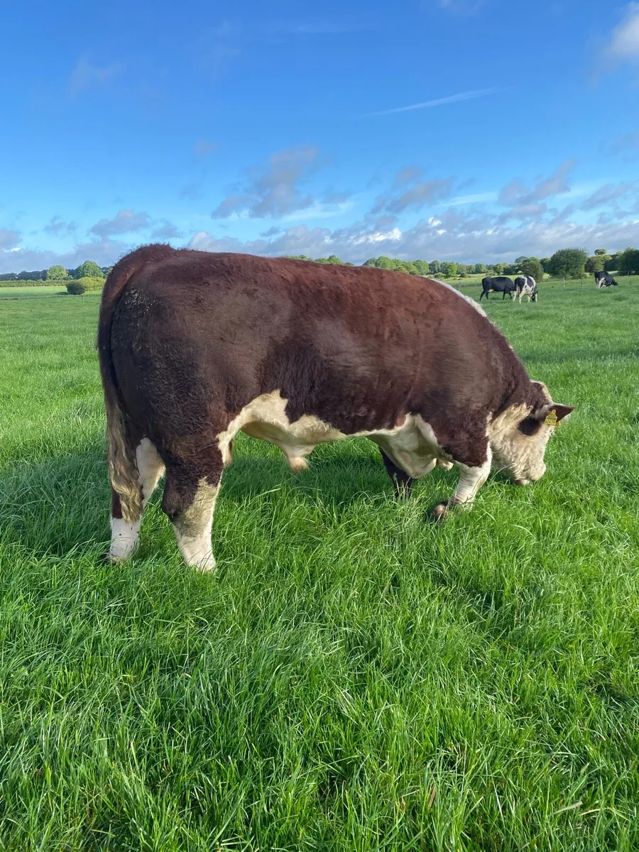 Pedigree Hereford bull - Image 2