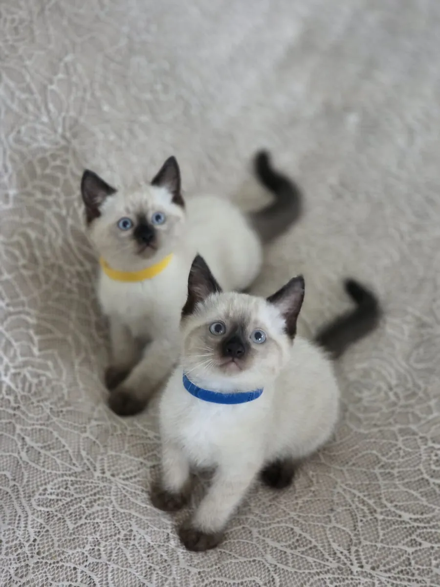 ragdoll kittens - Image 1