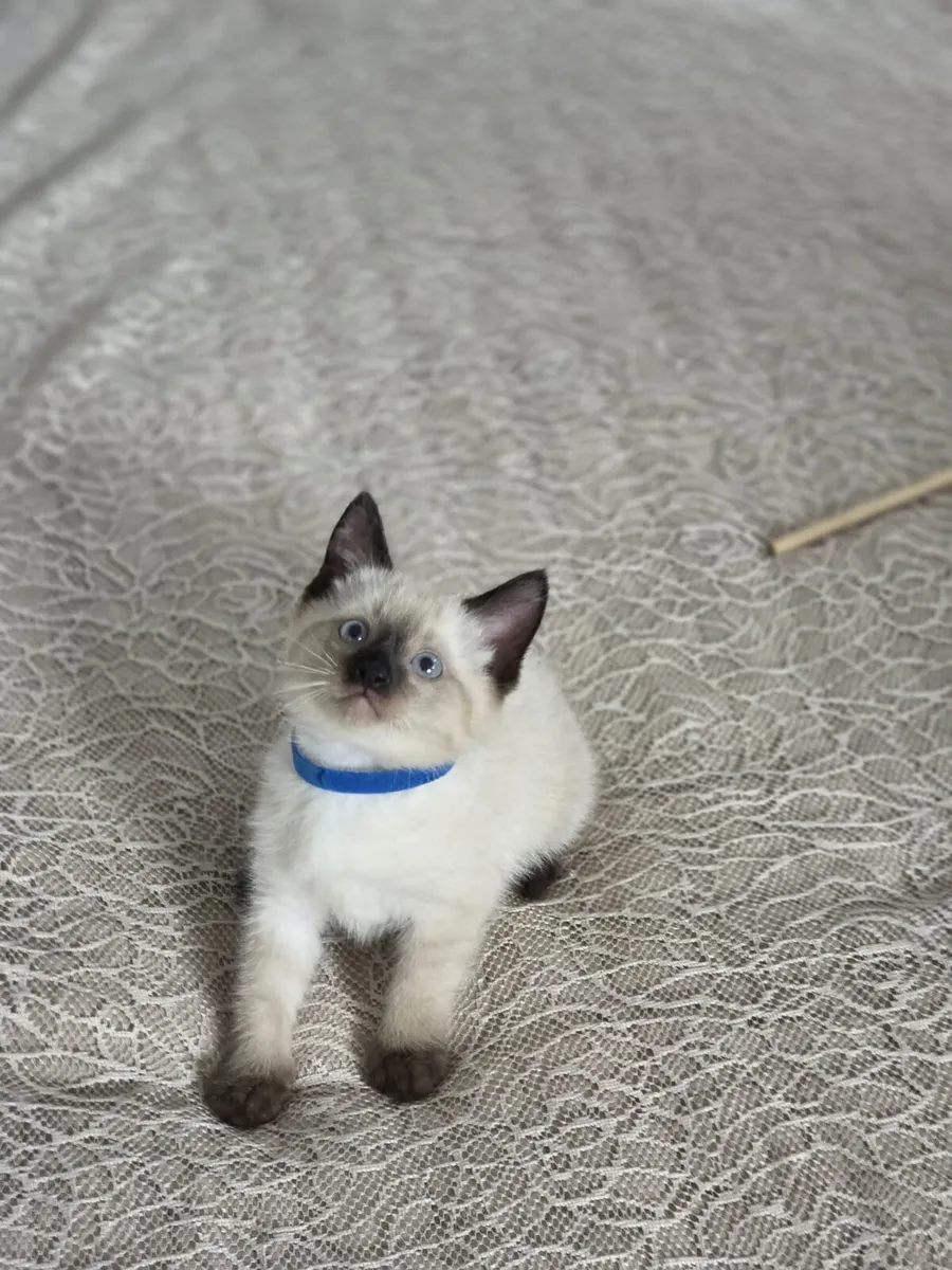 ragdoll kittens - Image 2