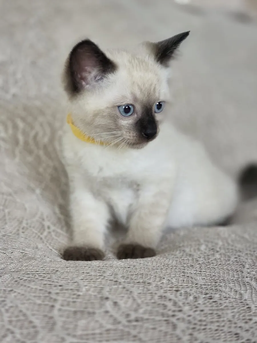 ragdoll kittens - Image 3