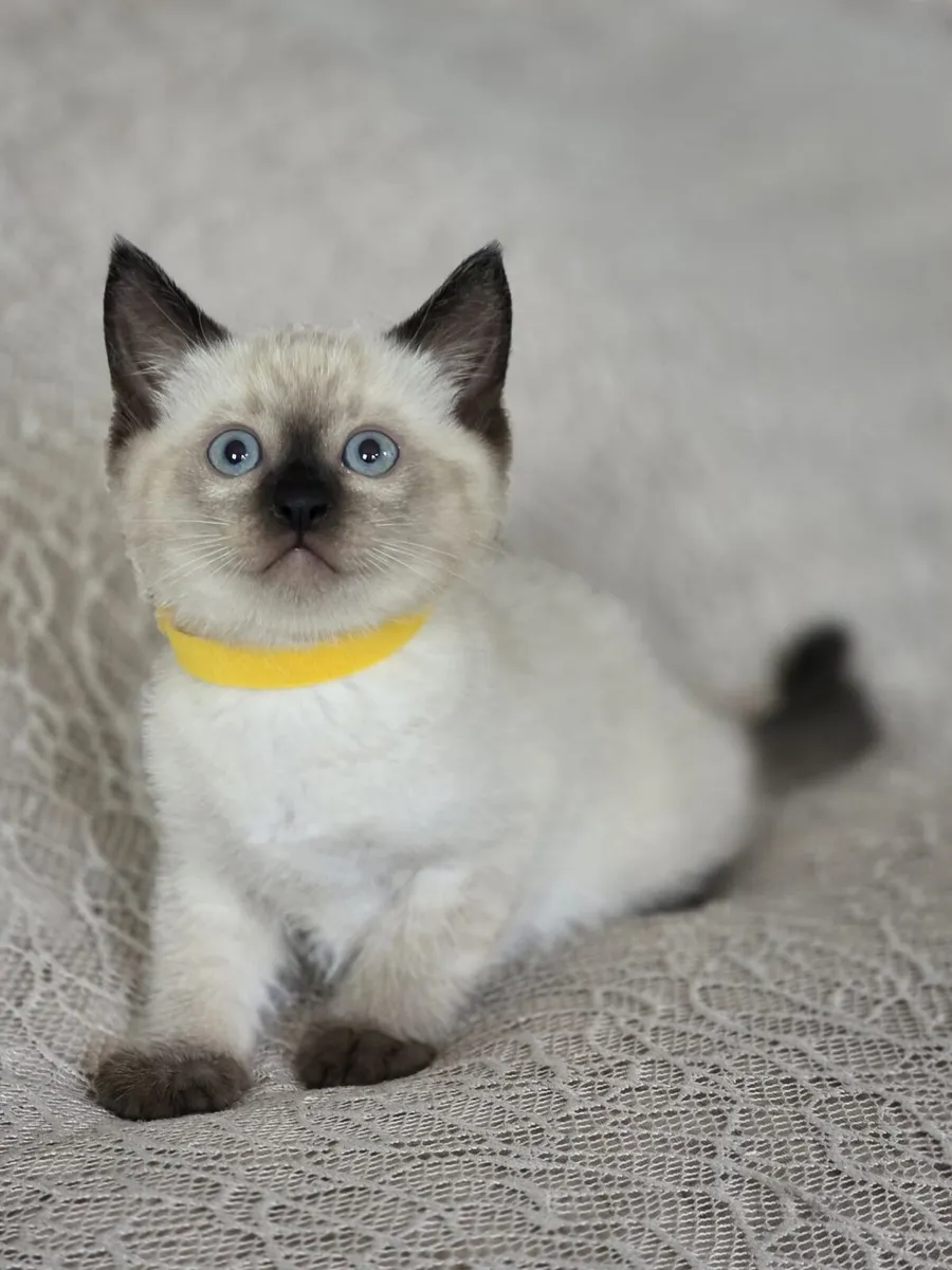 ragdoll kittens - Image 4