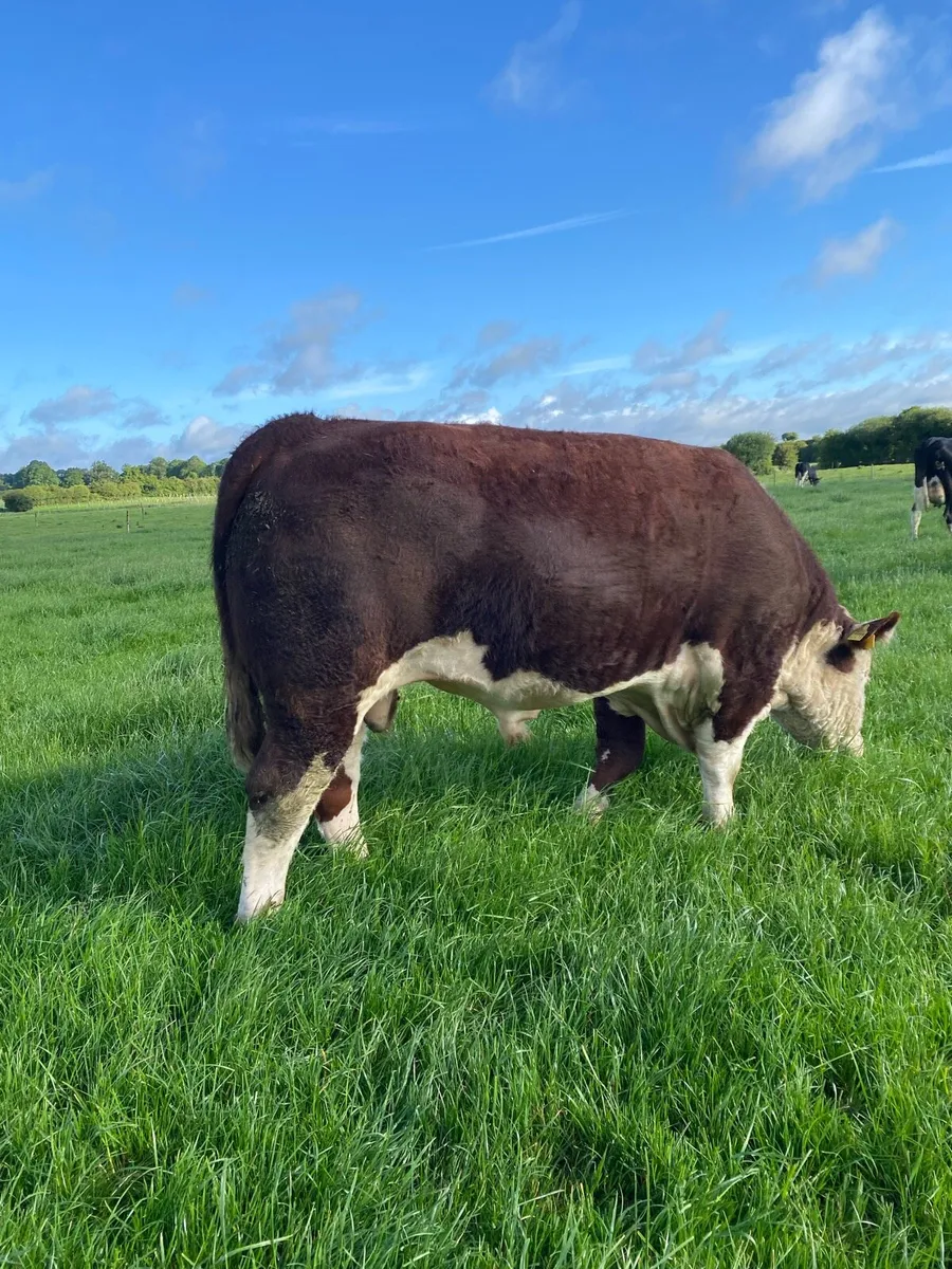 Pedigree Hereford bull - Image 1