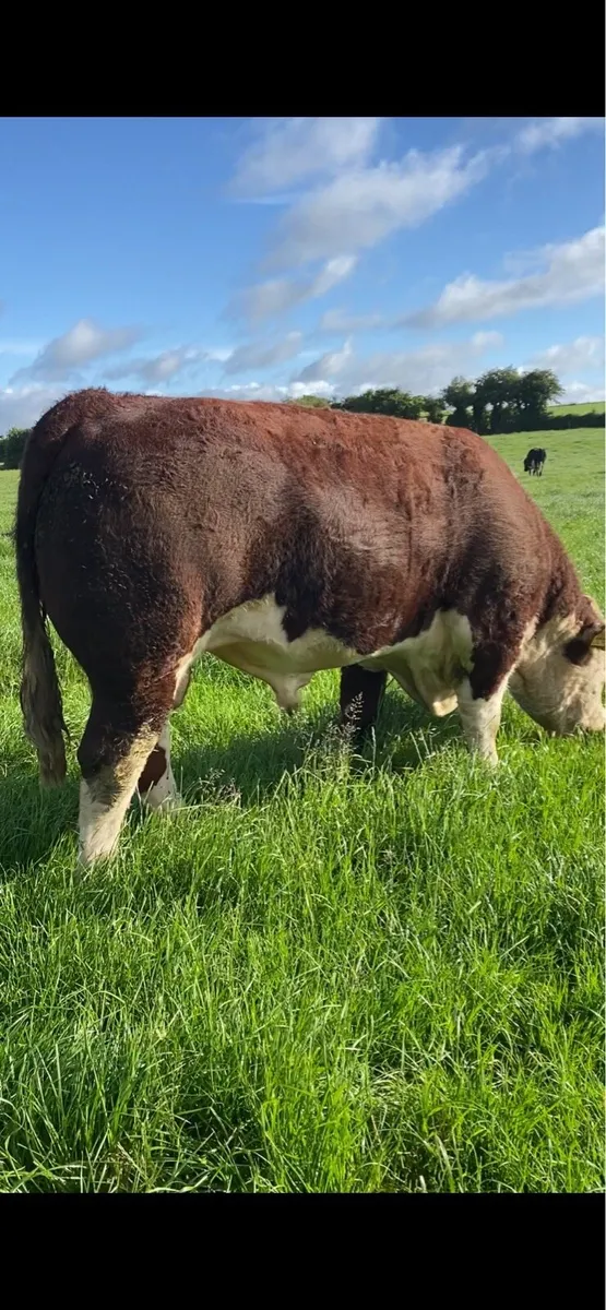 Pedigree Hereford bull - Image 2