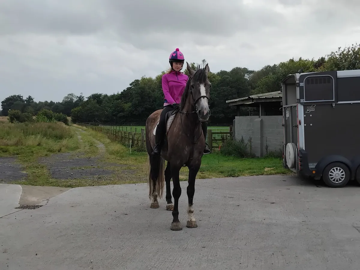 Grey gelding OBOS Quality - Image 2
