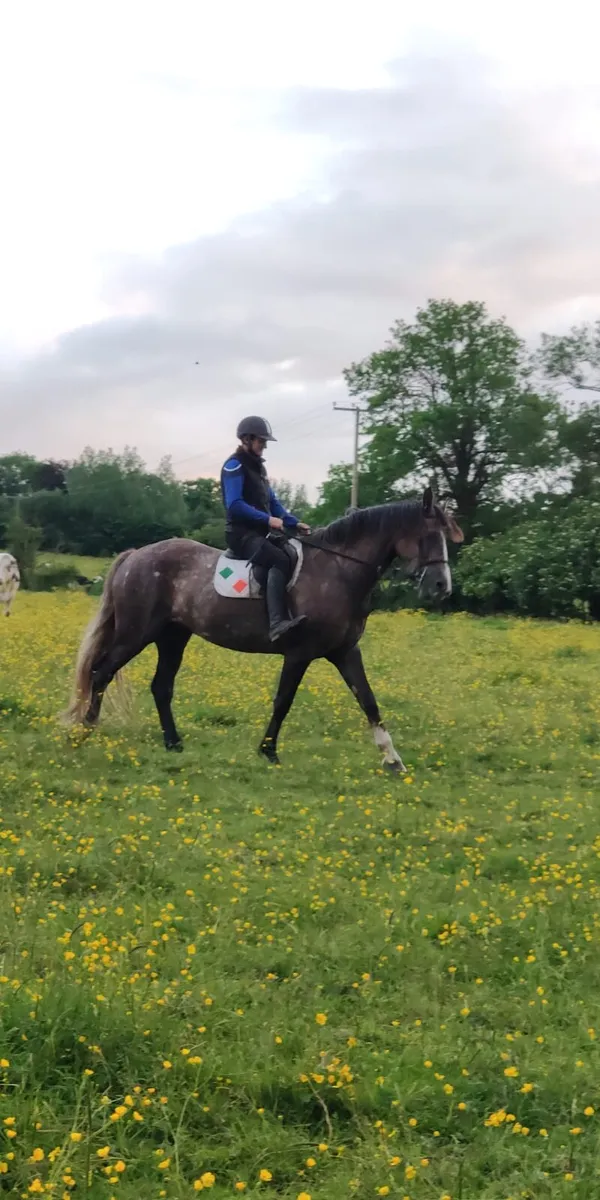 Grey gelding OBOS Quality - Image 3