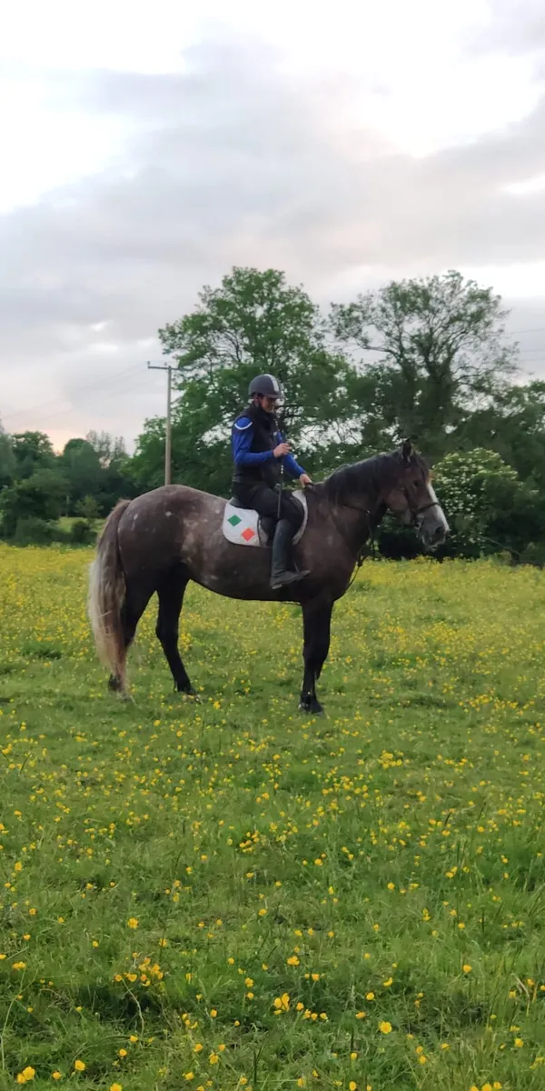 Grey gelding OBOS Quality - Image 4