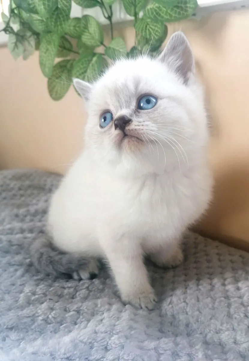 British Shorthair Kittens - Image 1