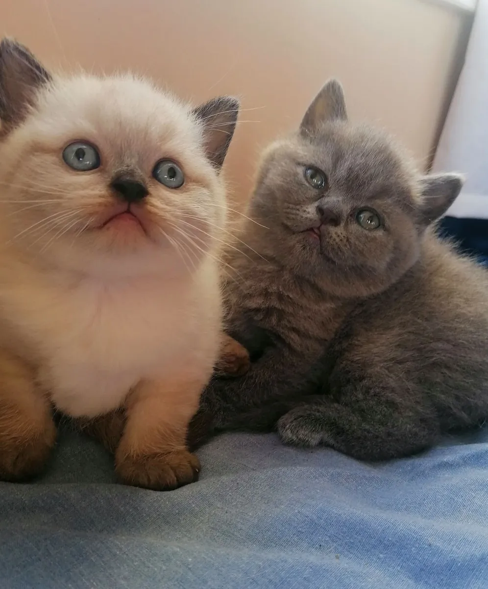 British Shorthair Kittens - Image 3