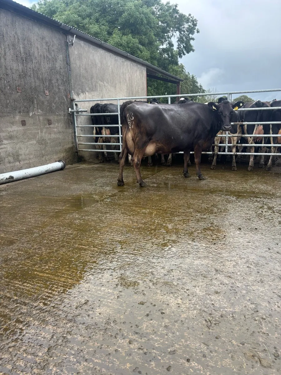 10 on the point of calving  cows for sale - Image 1