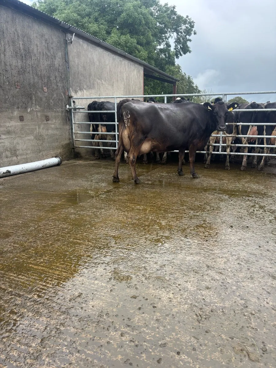 10 on the point of calving  cows for sale - Image 2