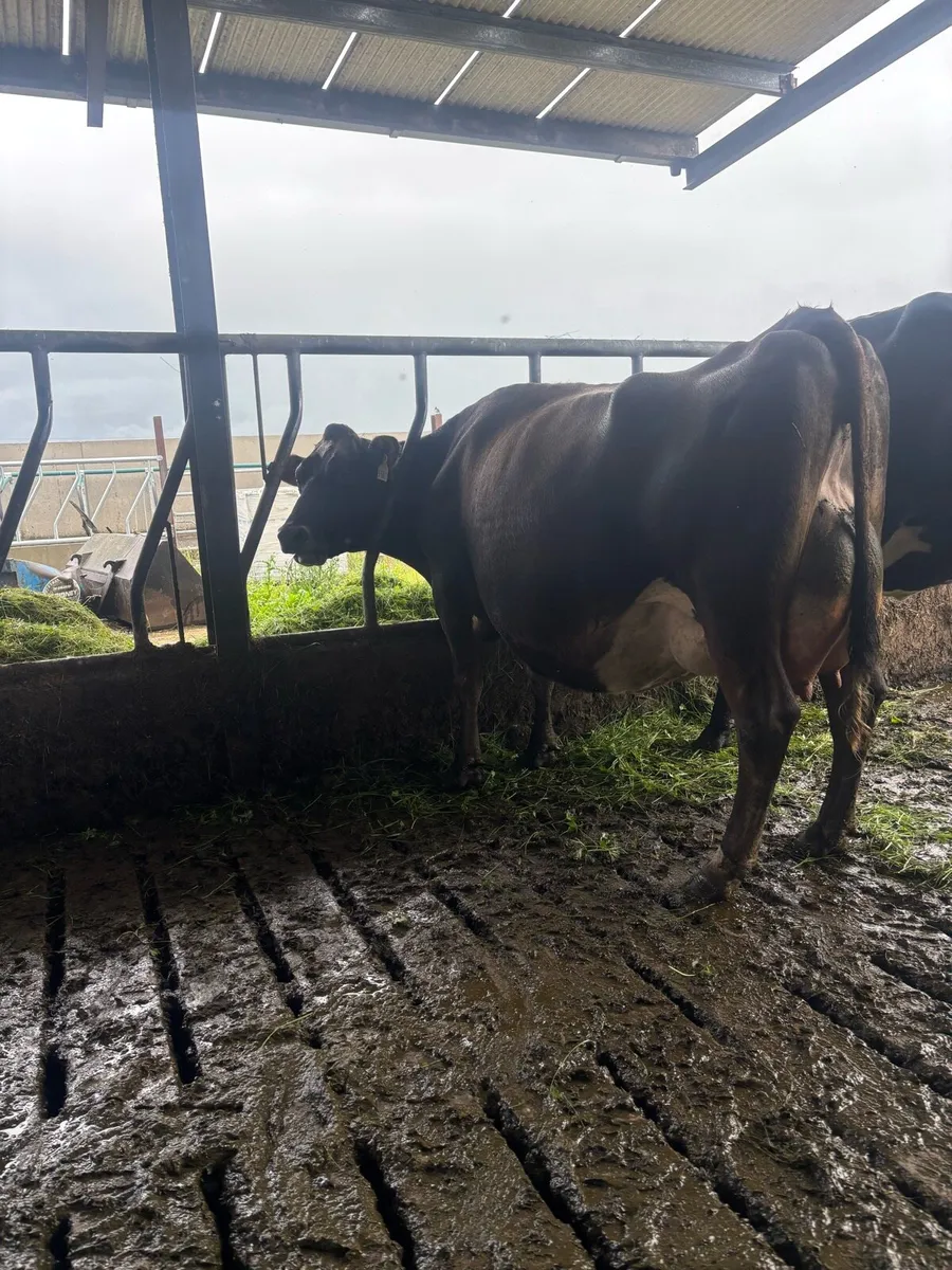 10 on the point of calving  cows for sale - Image 3