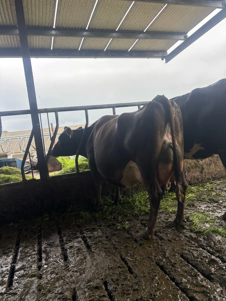 10 on the point of calving  cows for sale - Image 4