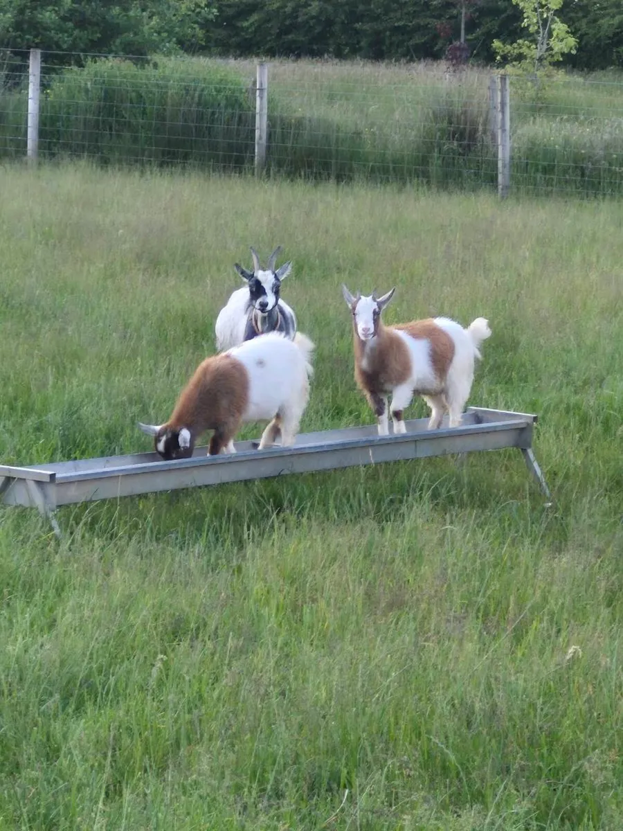 Pygmy Goats For Sale - Image 1