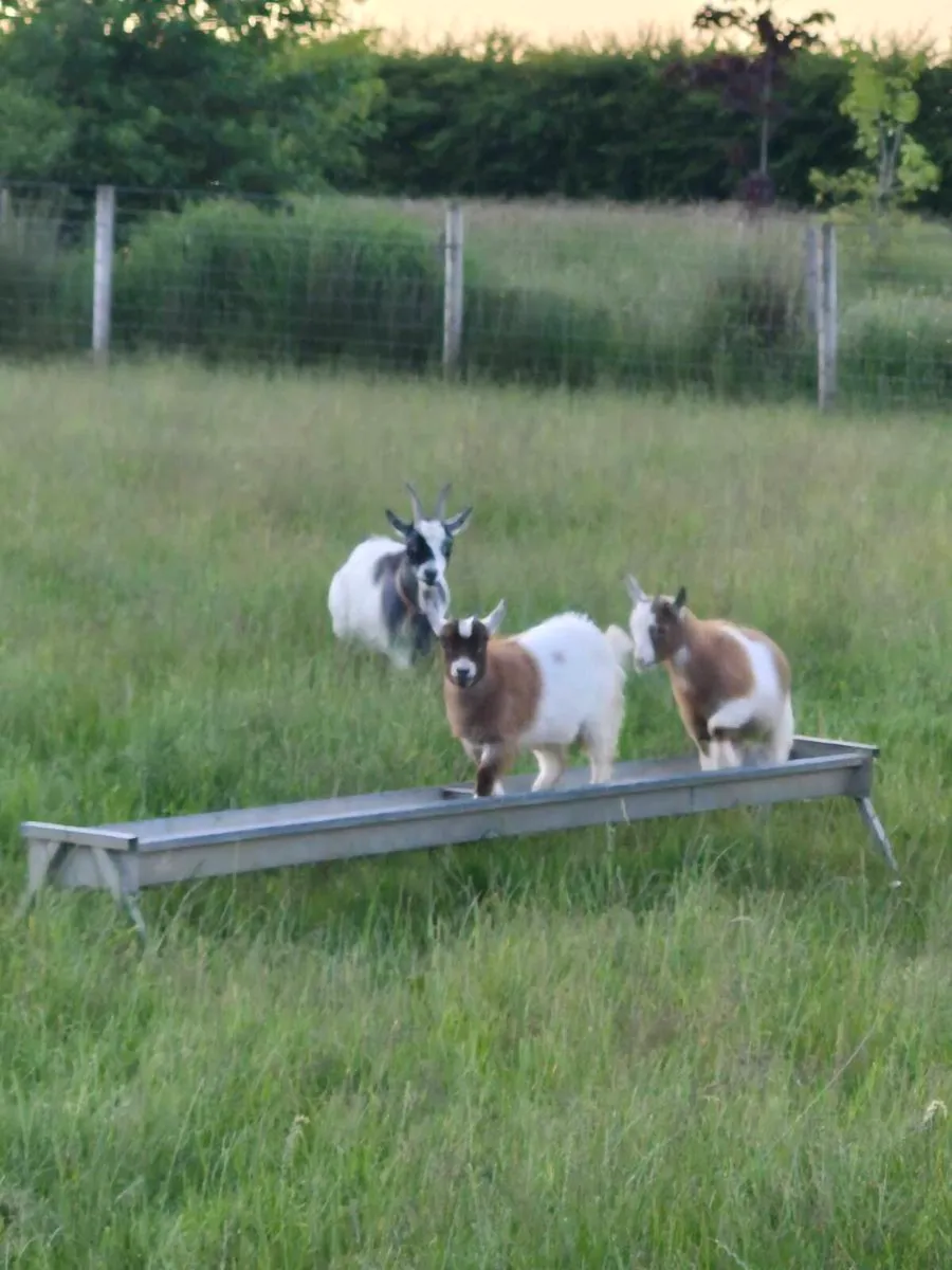 Pygmy Goats For Sale - Image 2