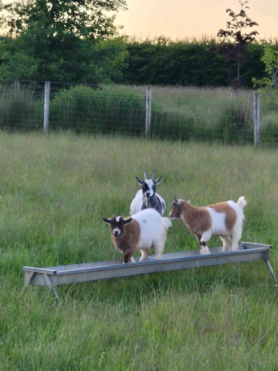 Pygmy Goats For Sale - Image 3
