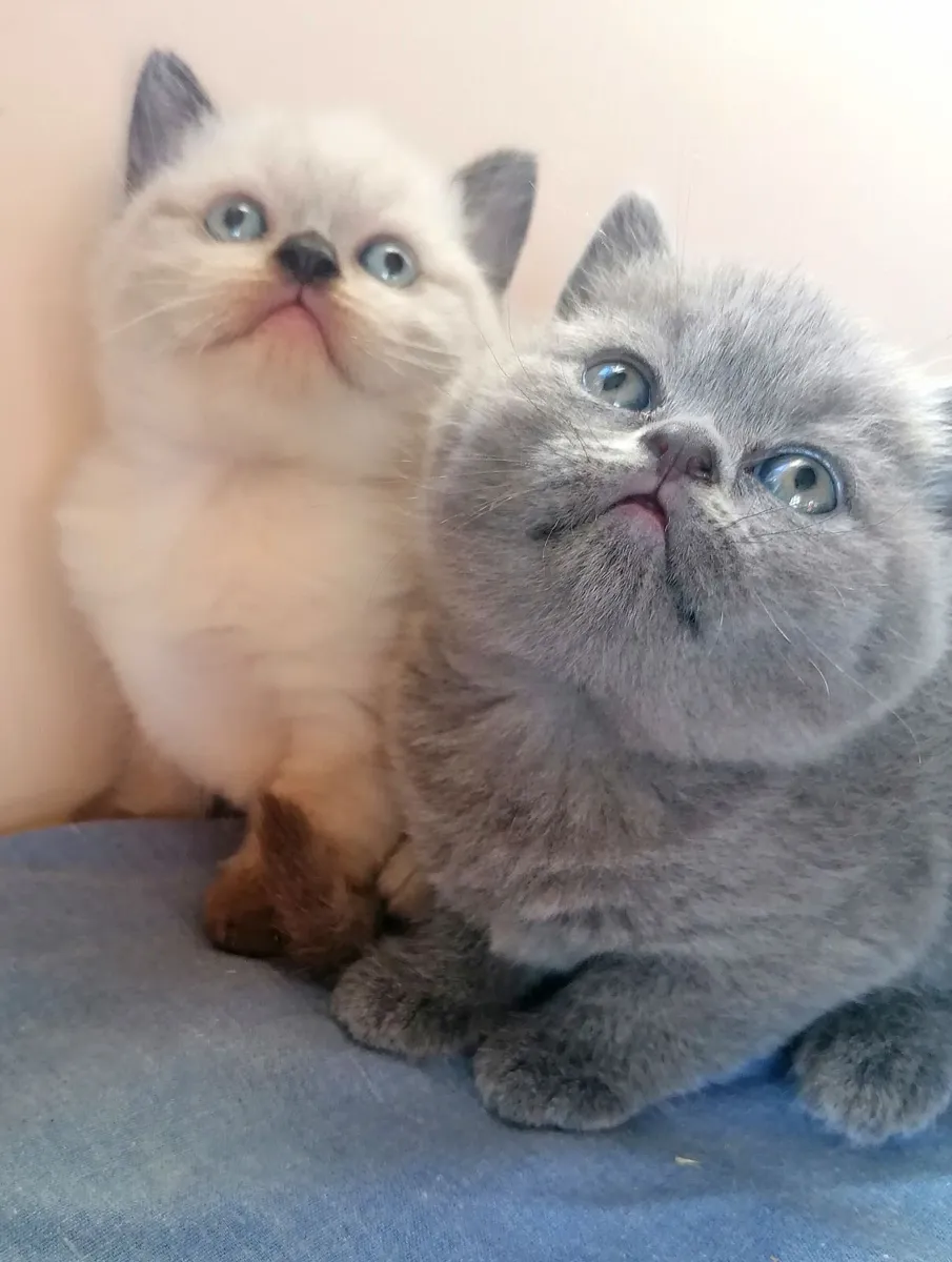British Shorthair Kittens - Image 2