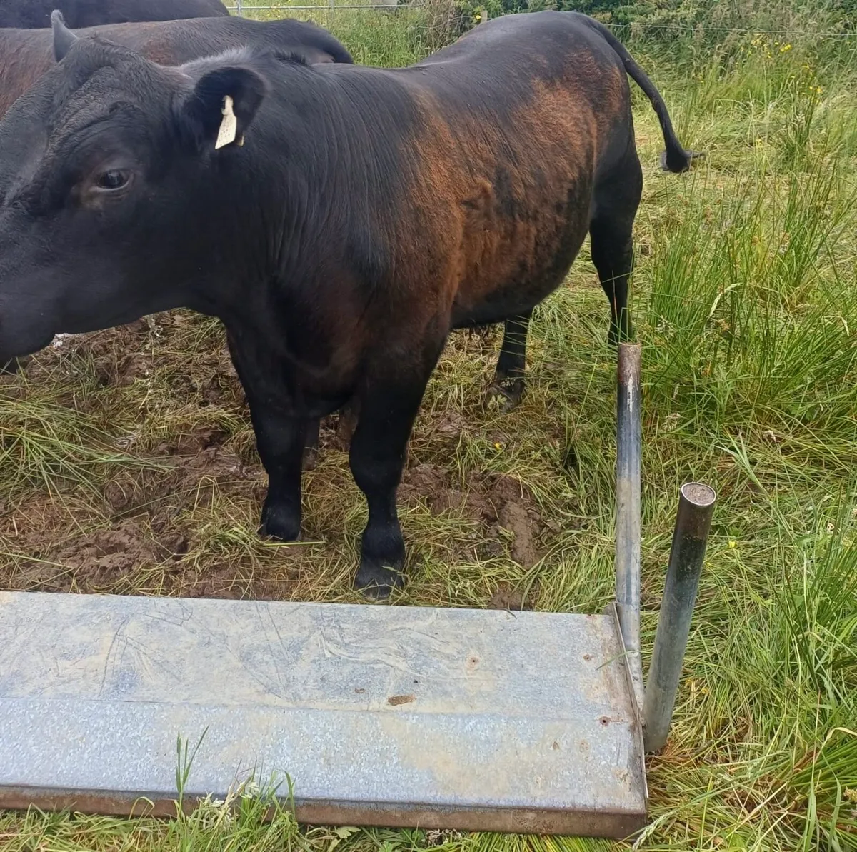 Pedigree Angus Bulls - Image 1