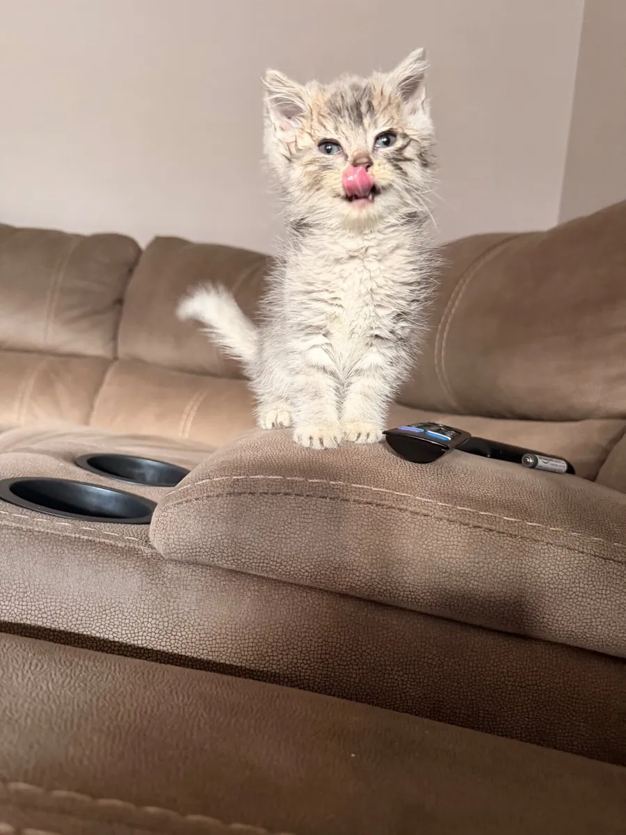 Scottish fold - Image 1