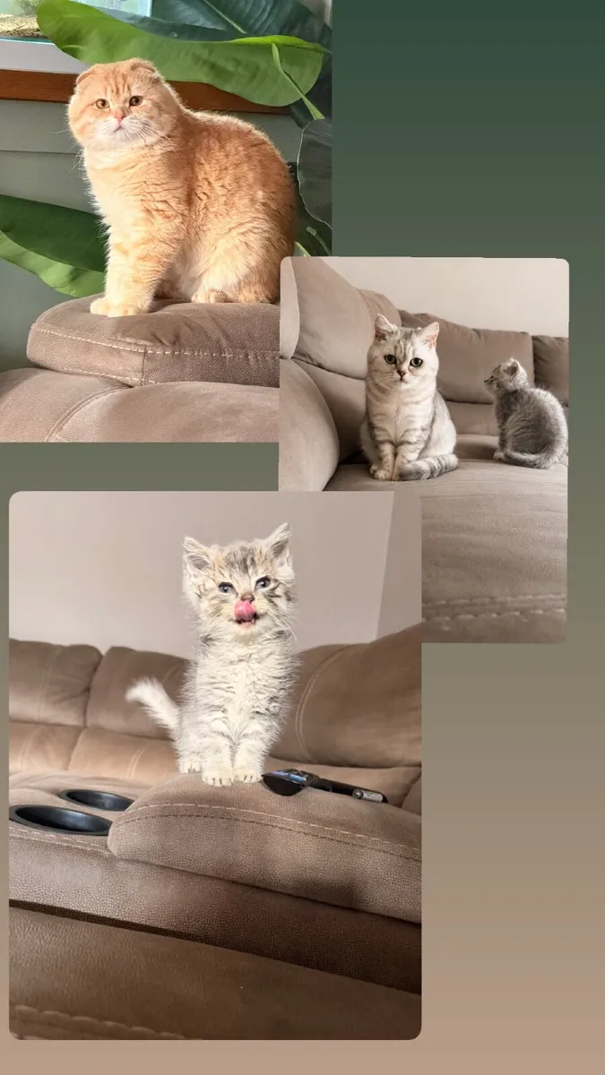 Scottish fold - Image 2