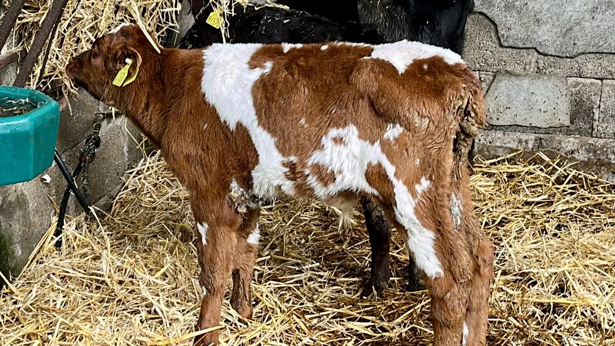 Shorthorn Calves - Image 1