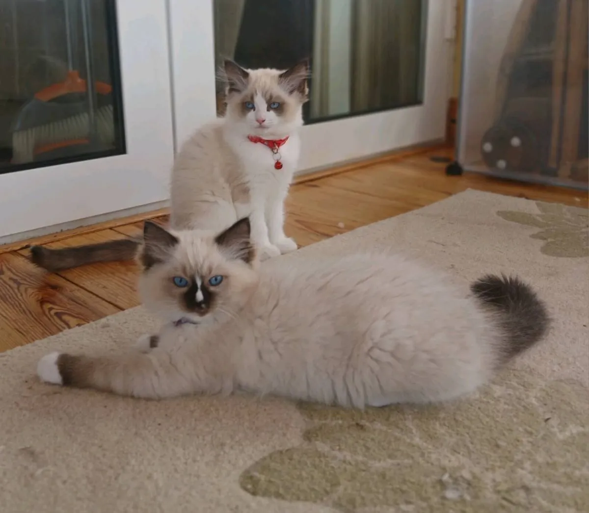 Ragdoll kittens - Image 1