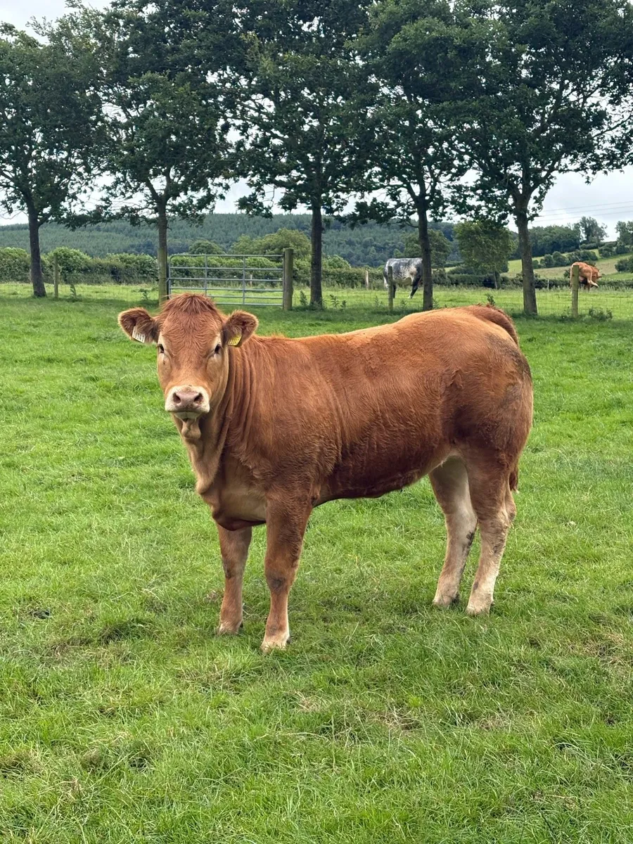 Top quality pedegree heifer. - Image 1