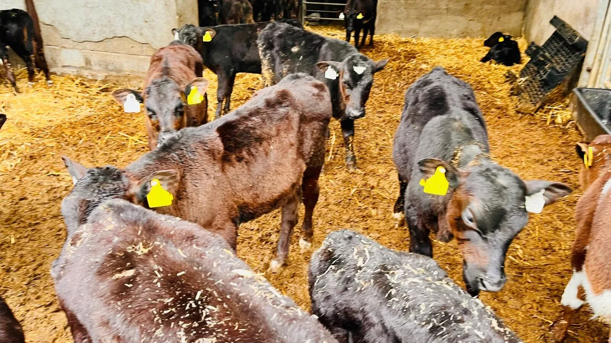 Shorthorn Calves - Image 3