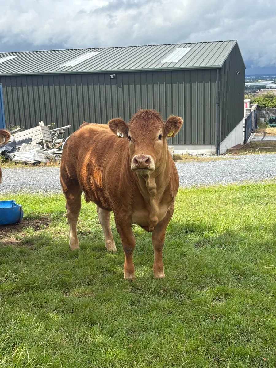 Top quality pedegree heifer. - Image 3