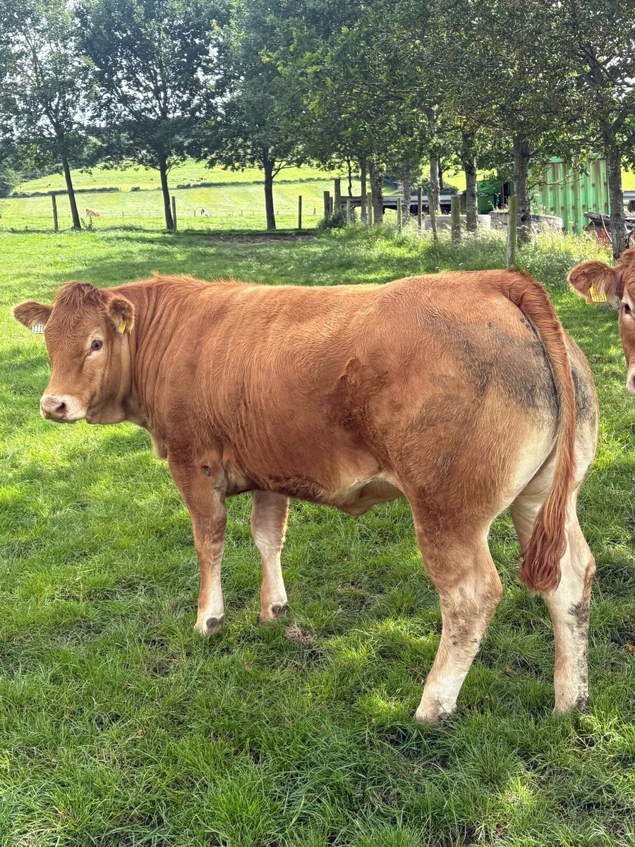 Top quality pedegree heifer. - Image 2