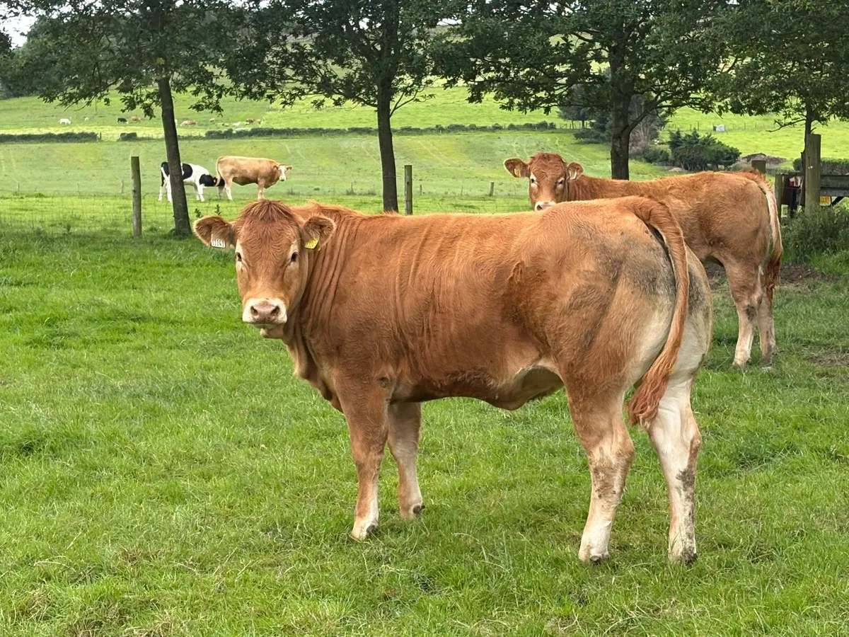 Top quality pedegree heifer. - Image 4
