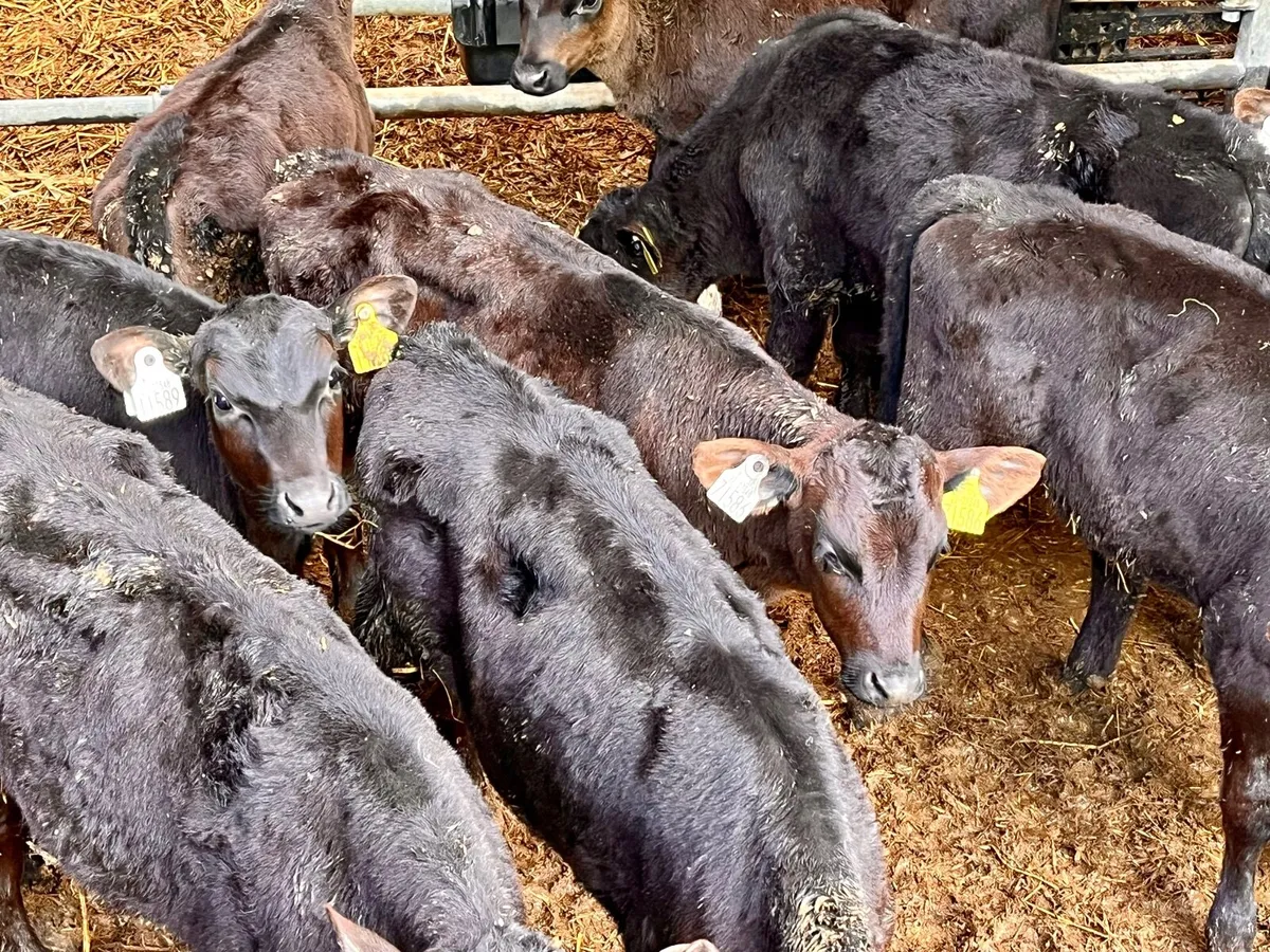 Shorthorn Calves - Image 4