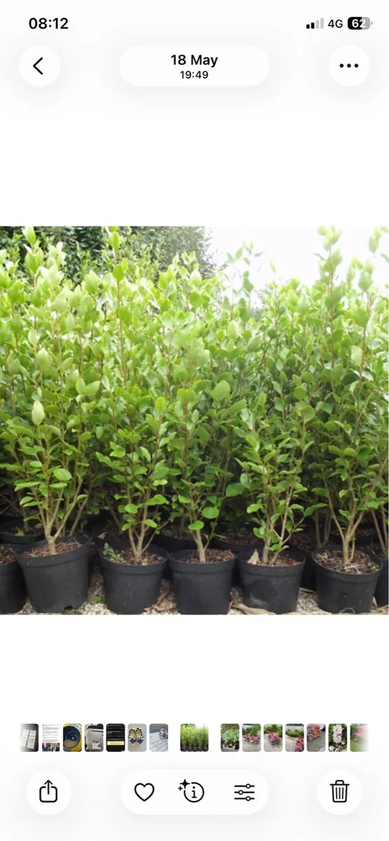 Griselinias hedge