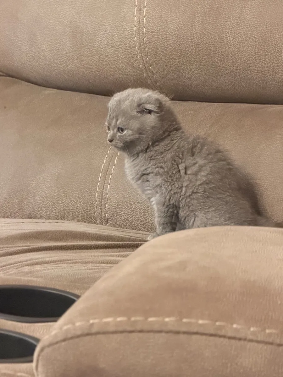 Scottish fold - Image 3