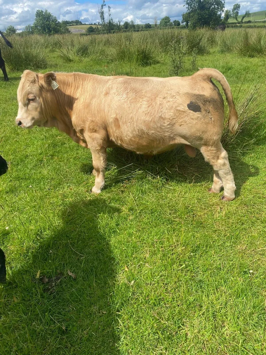 ‘Cow in Heat Detector’