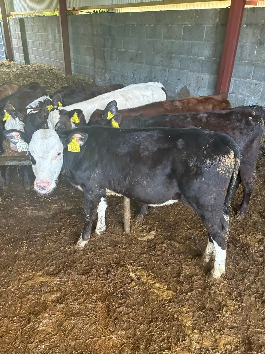beef cattle - Image 1