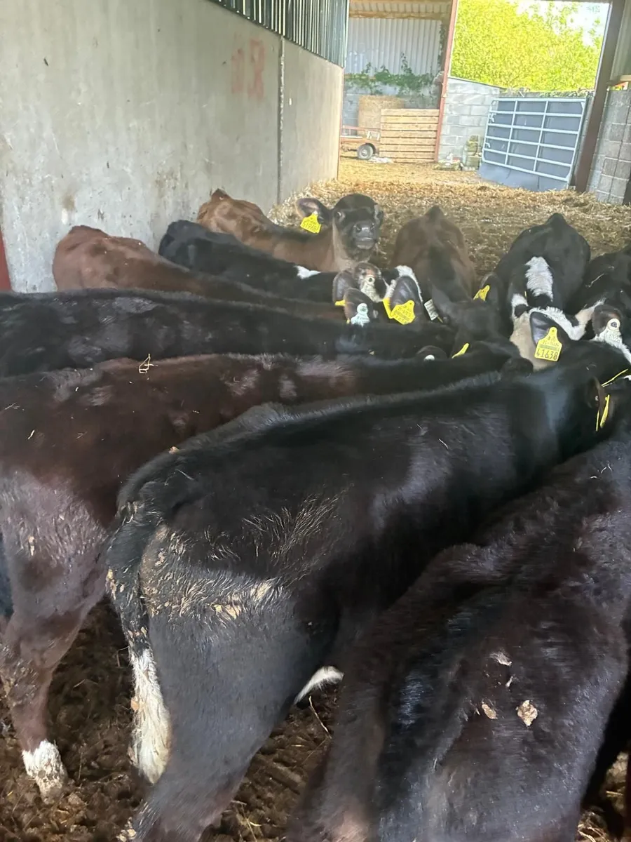 beef cattle - Image 2