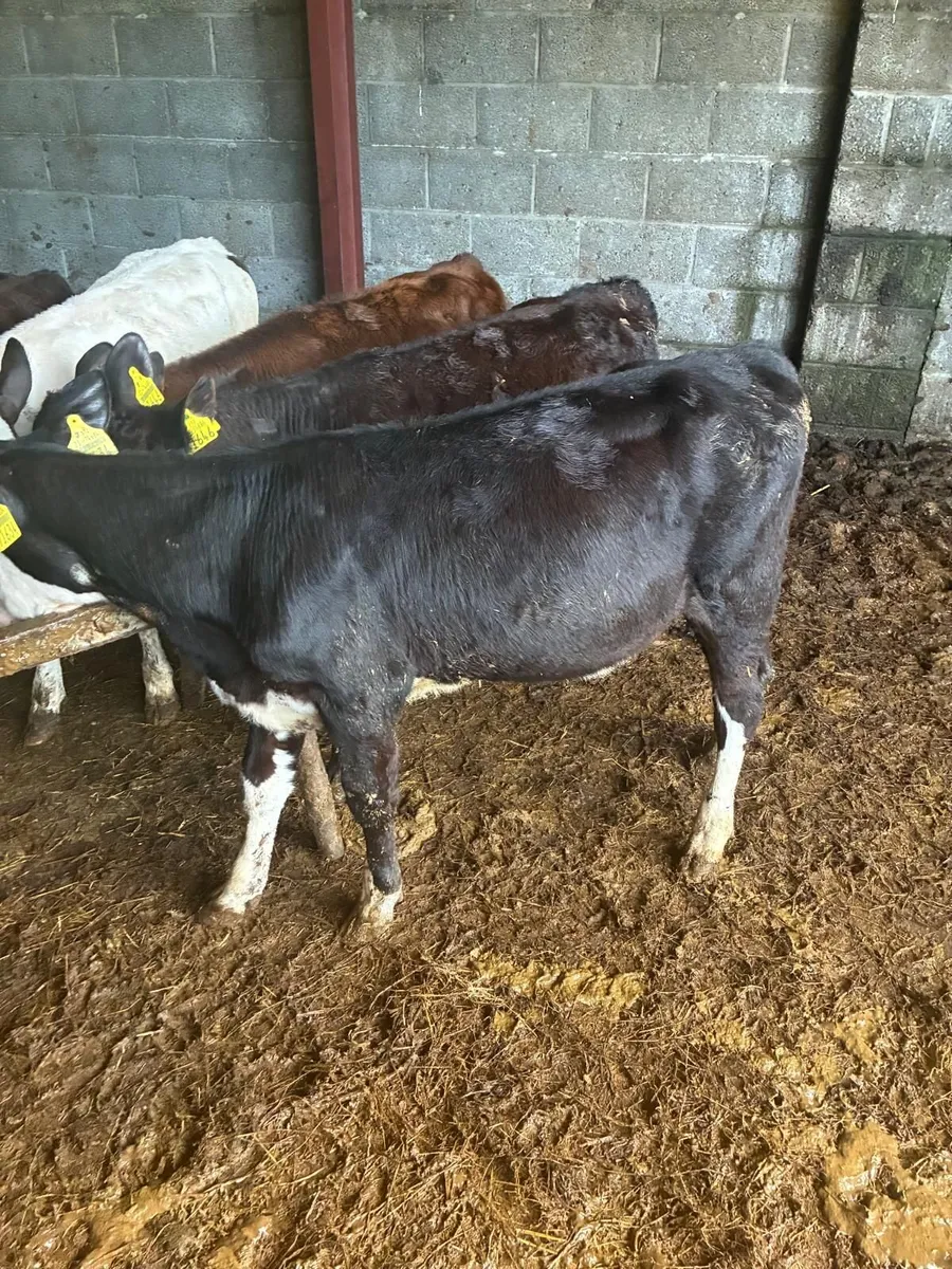 beef cattle - Image 3
