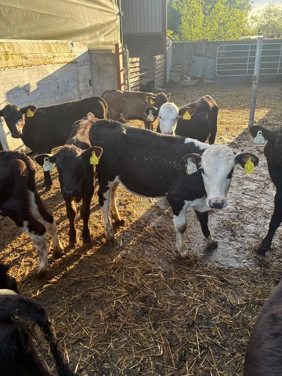 beef cattle - Image 4