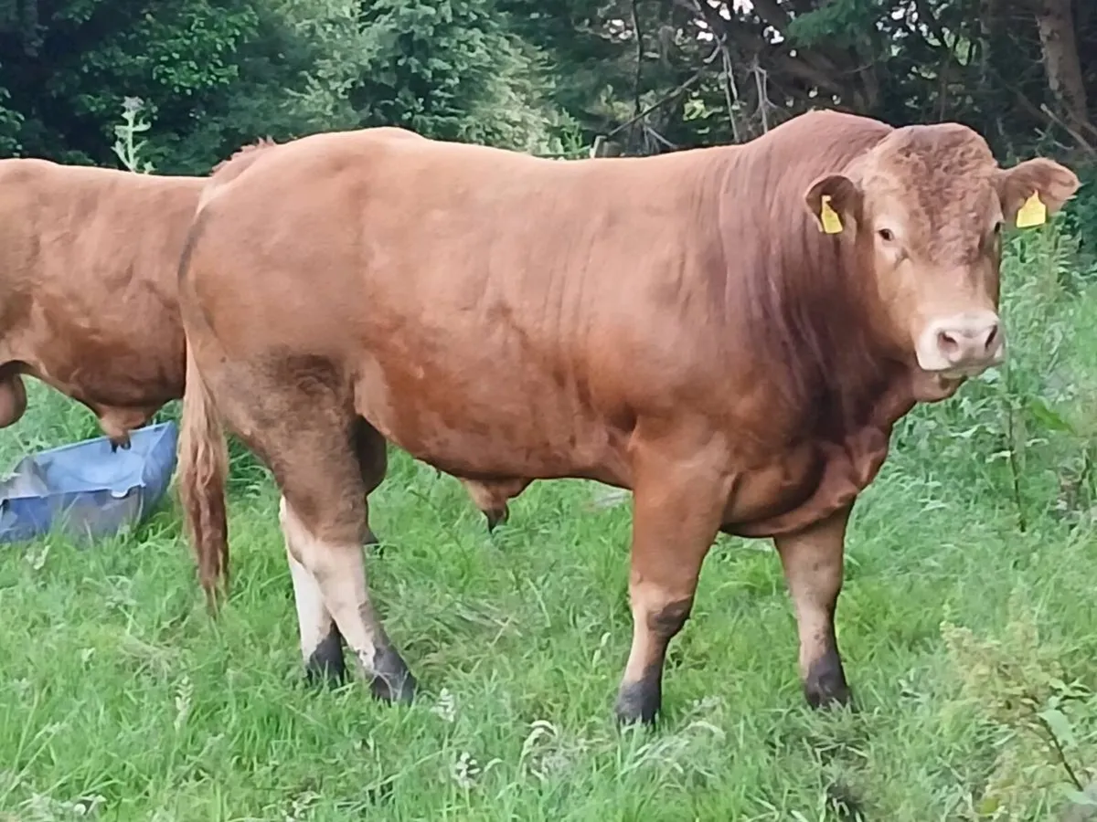 5 star replacement  pbr limousin bulls - Image 1