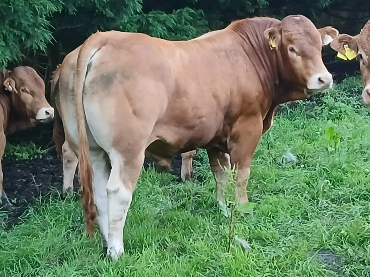 5 star replacement  pbr limousin bulls - Image 3
