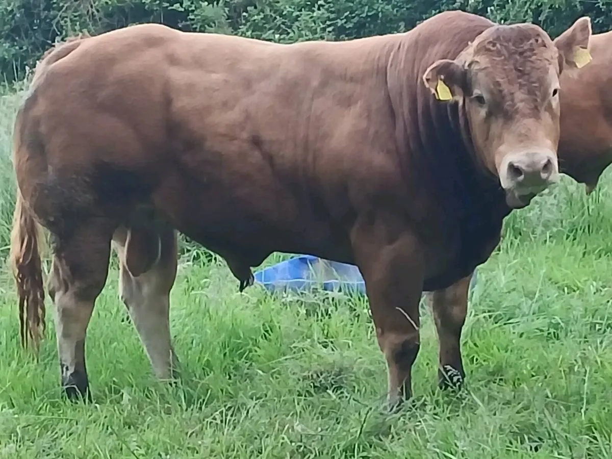 5 star replacement  pbr limousin bulls - Image 4