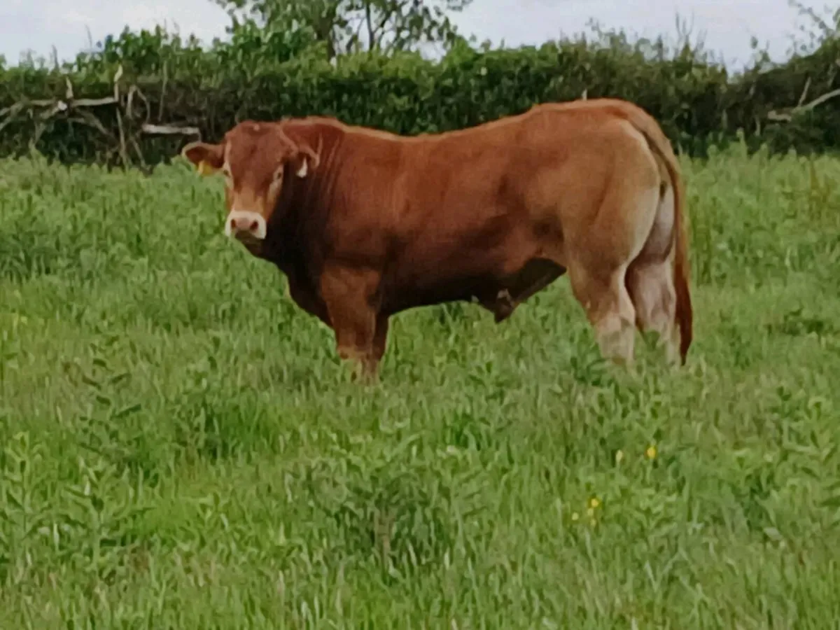 5 star replacement  pbr limousin bull - Image 3