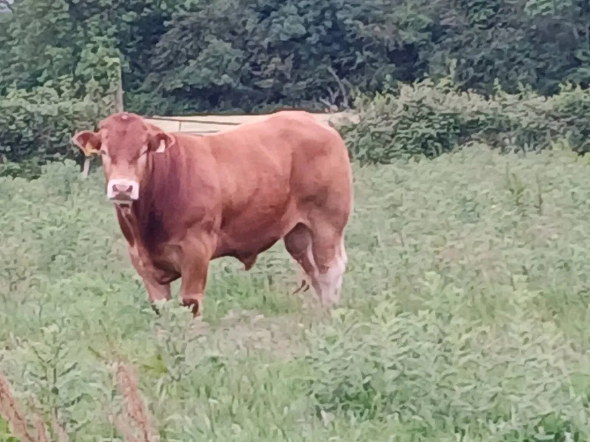 5 star replacement  pbr limousin bull - Image 4