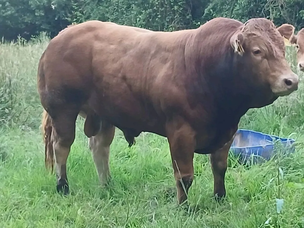 5 star replacement  pbr limousin bulls - Image 2
