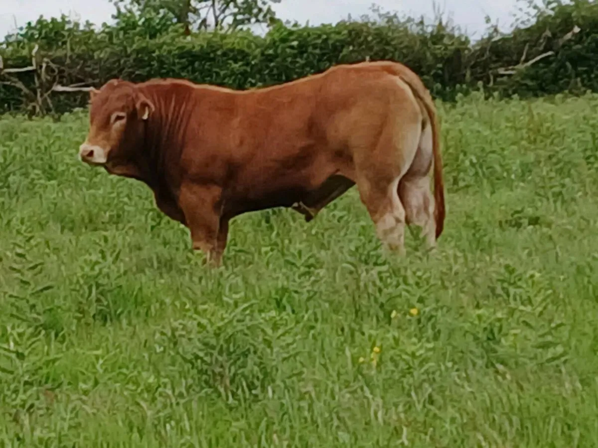 5 star replacement  pbr limousin bull - Image 1