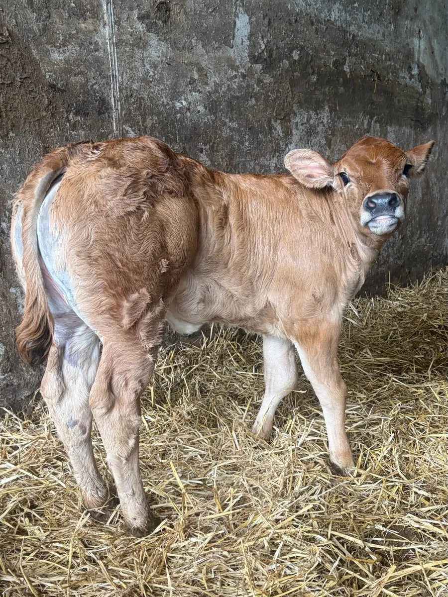 **** Super Calf **** - Image 1