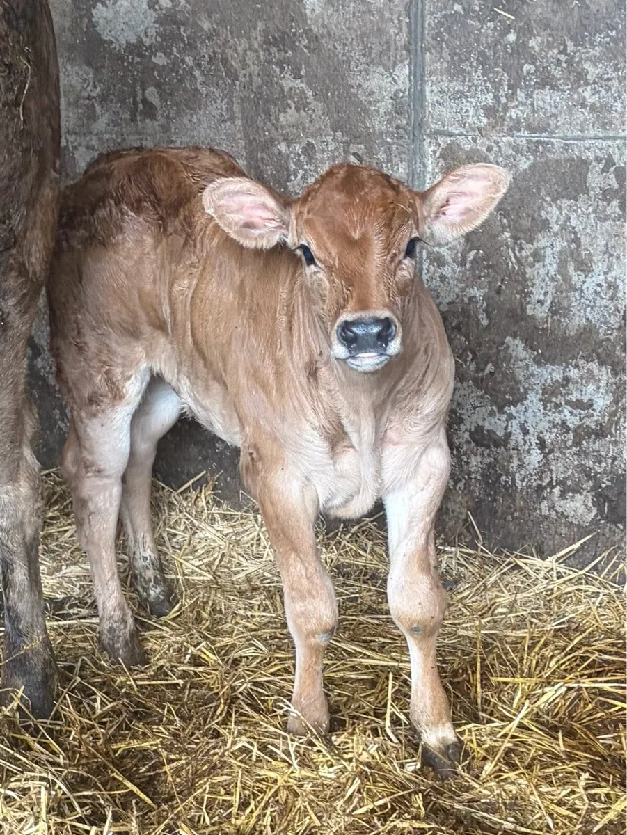 **** Super Calf **** - Image 2