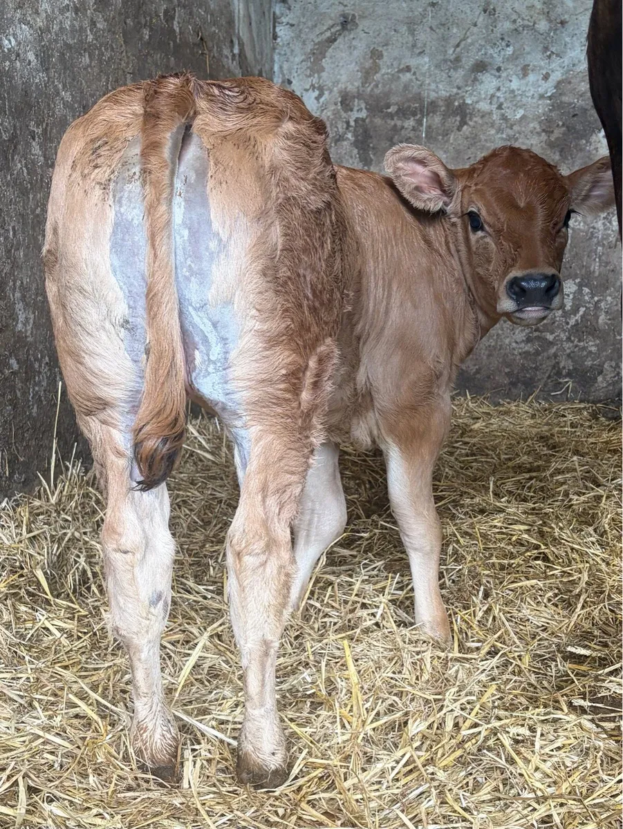 **** Super Calf **** - Image 3