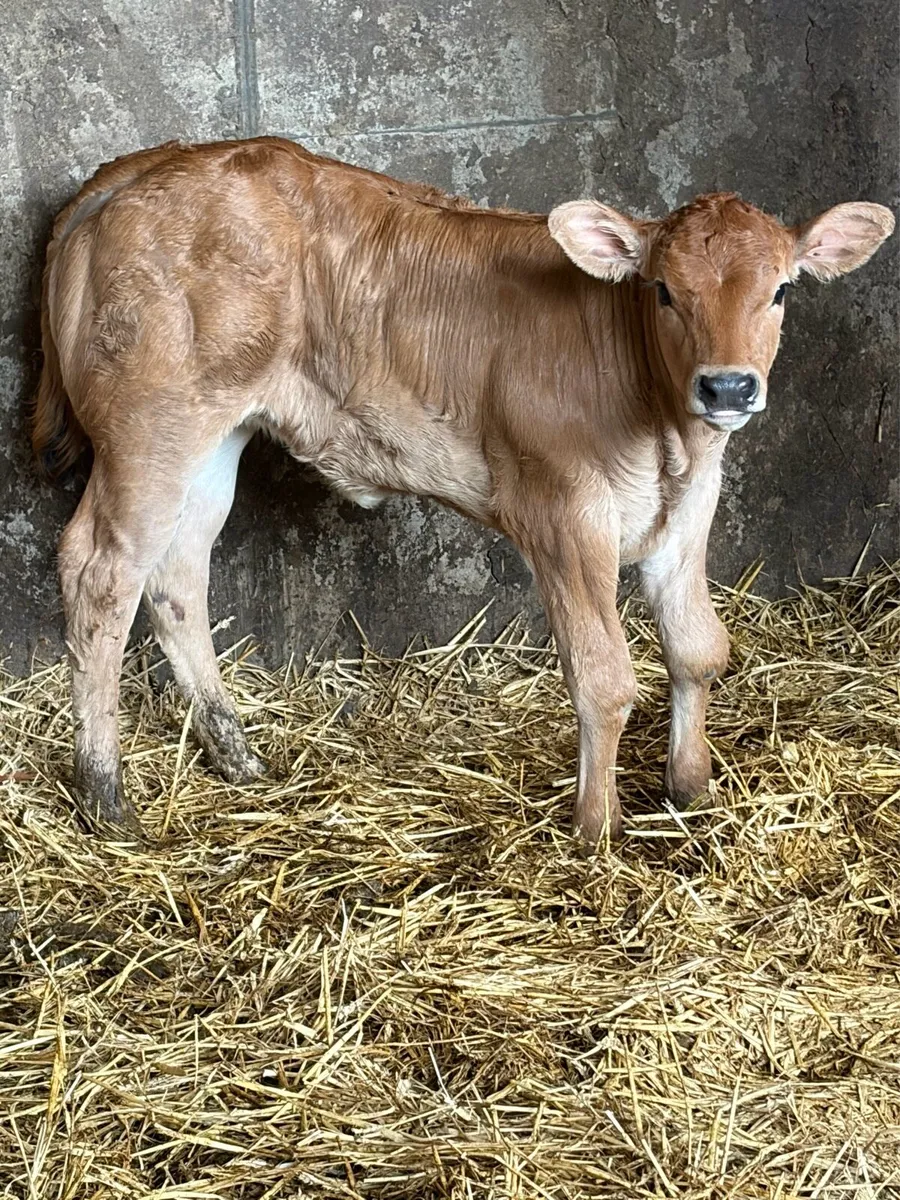 **** Super Calf **** - Image 4
